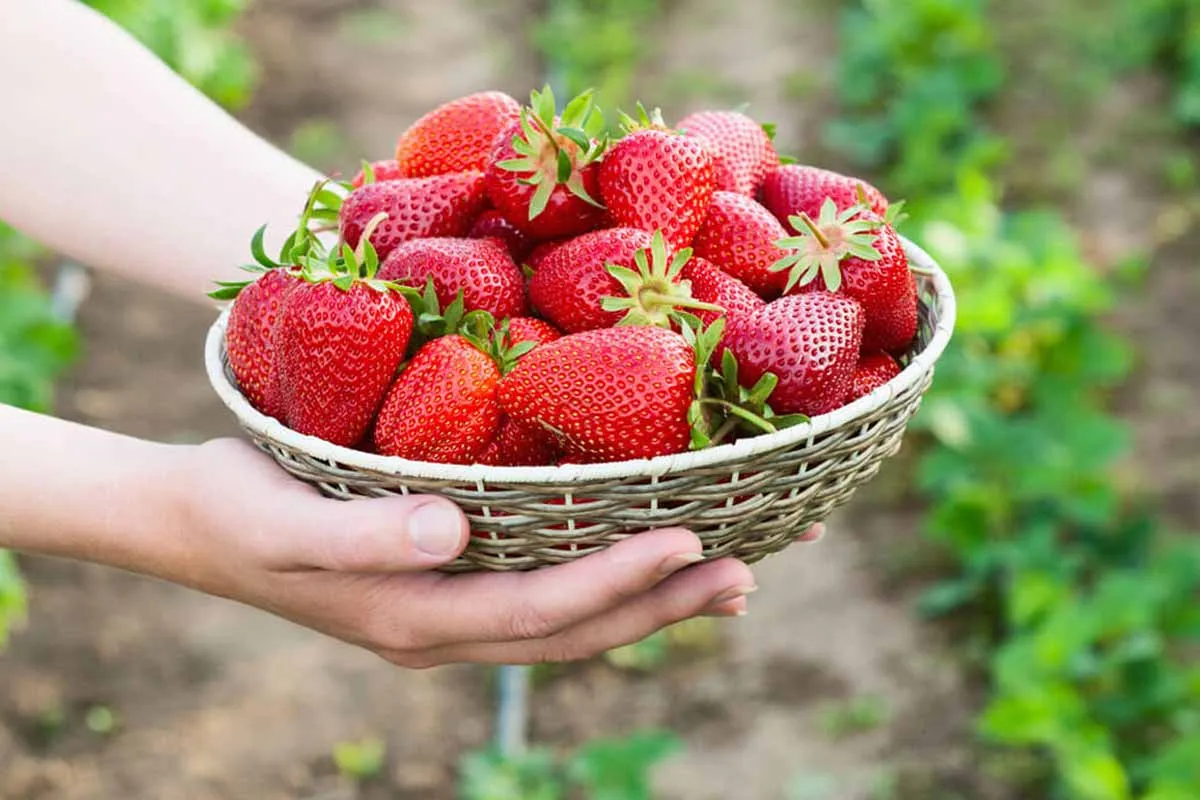 Jahody: jak vybrat ty nejlepší a udržet je čerstvé
