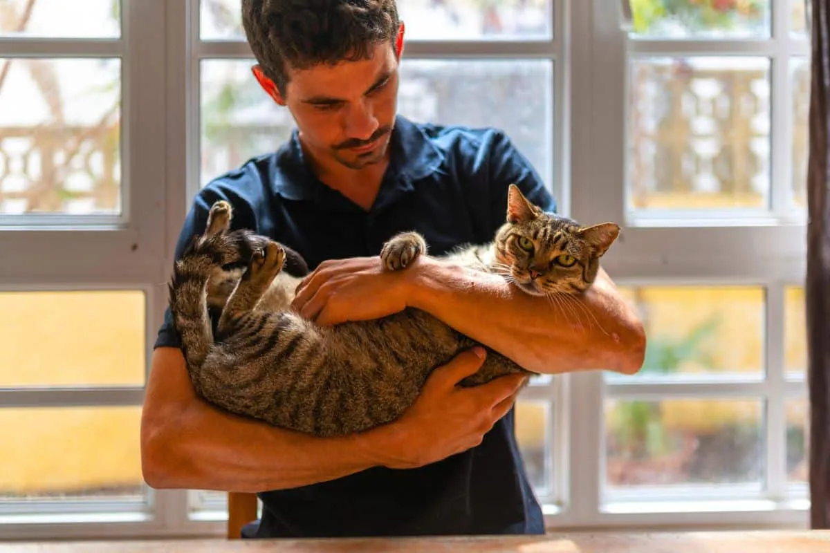 Fascinující paměť koček: jsou postavené pro zapamatování?