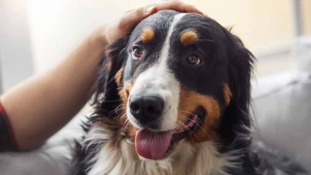 Uklidněte psa jedním jednoduchým gestem