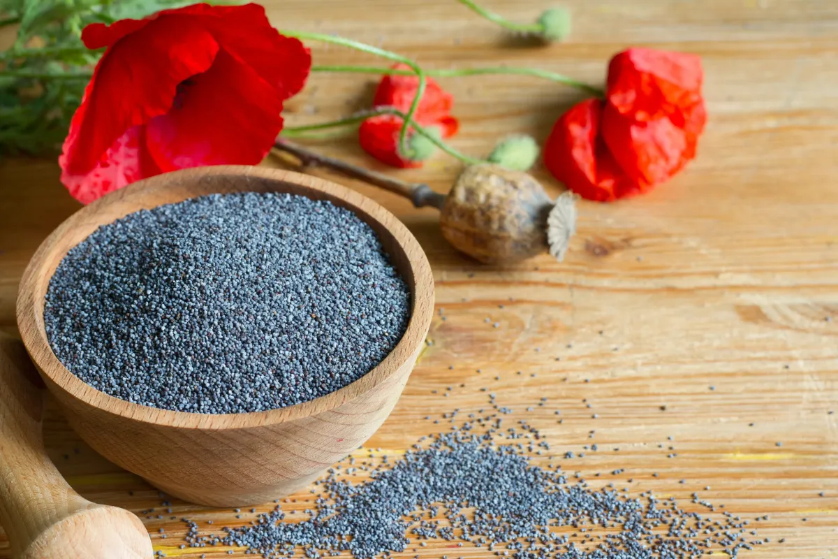 Mák setý: malý modrý zázrak českých polí