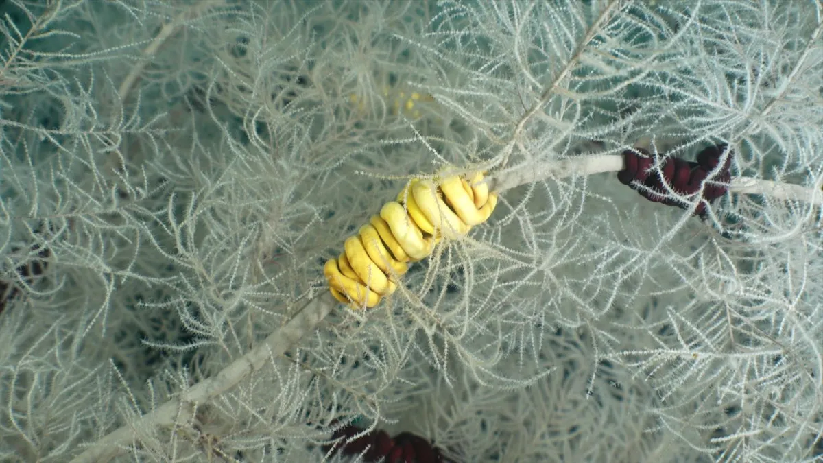 Výzkumní potápěči našli u Nového Zélandu vzácný obří černý korál