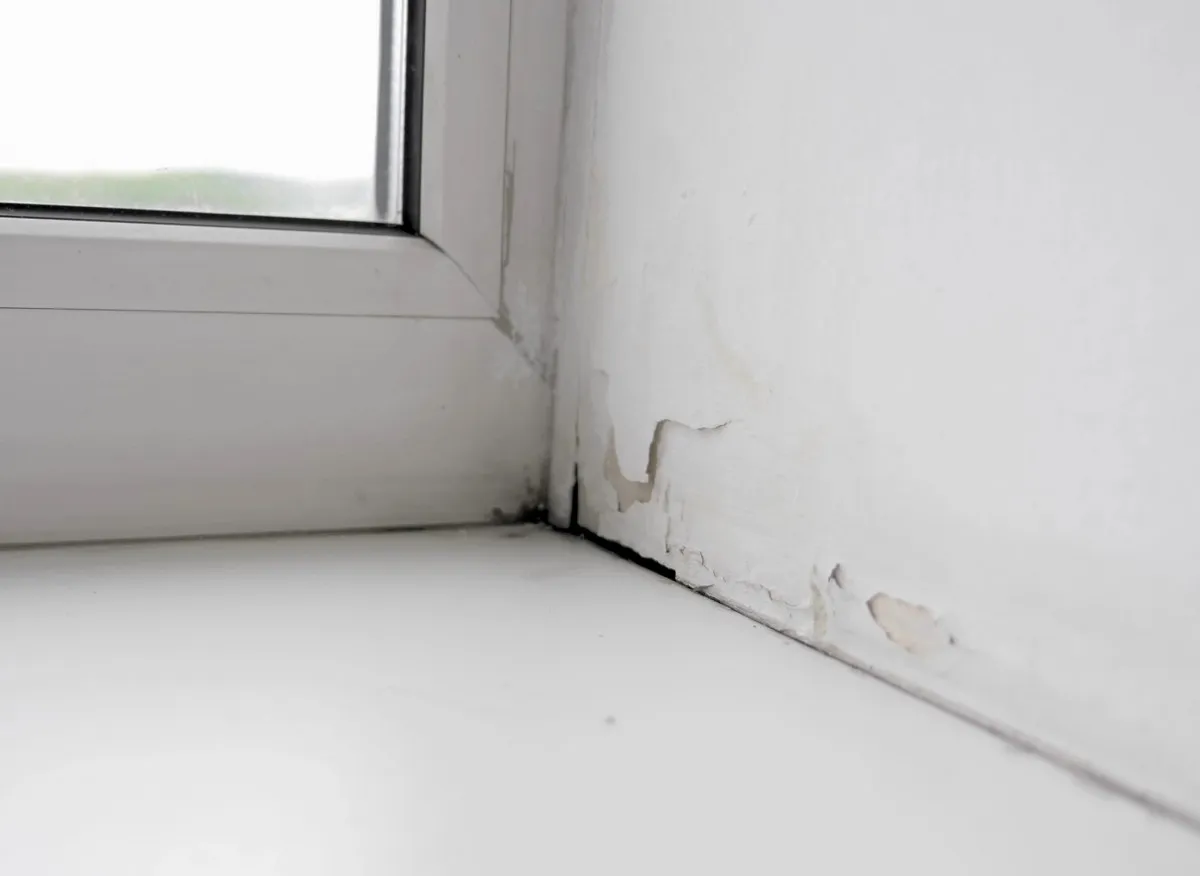 Jak přírodně řešit vlhkost a plísně doma